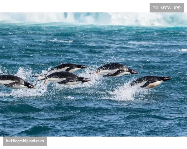 布朗大胜海豚取得第二胜 图阿多次被抄截陷困境 布朗大胜海豚取得第二胜 图阿多次被抄截陷困境
